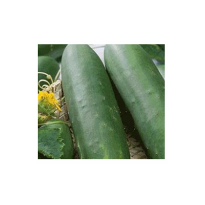 Okurka salátová Sonja - Cucumis sativus - prodej semen okurek - 15 ks