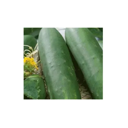 Okurka salátová Sonja - Cucumis sativus - prodej semen okurek - 15 ks
