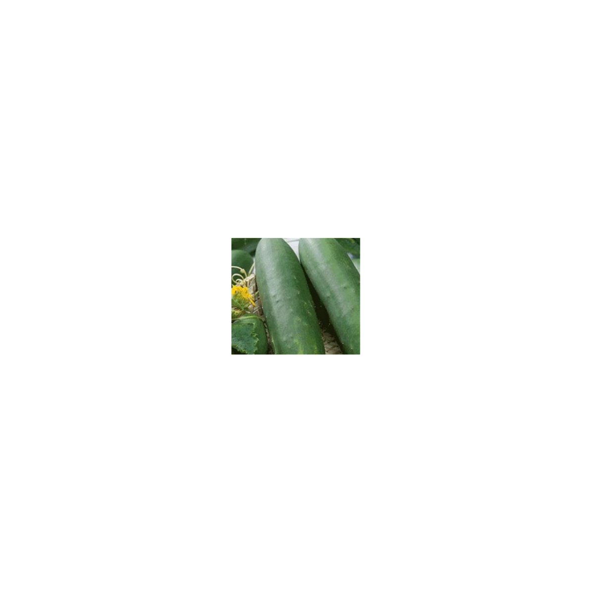 Okurka salátová Sonja - Cucumis sativus - prodej semen okurek - 15 ks