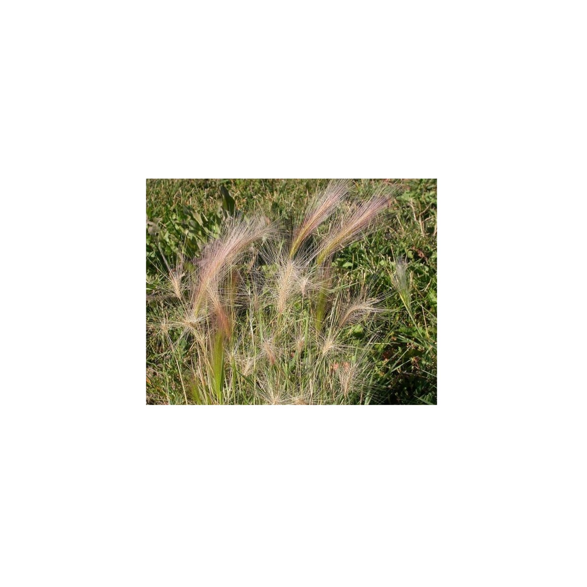 Ječmen hřívnatý - Hordeum jubatum - prodej semen - 10 ks