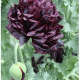 Mák Black Peony - Papaver somniferum - prodej semen - 150 ks