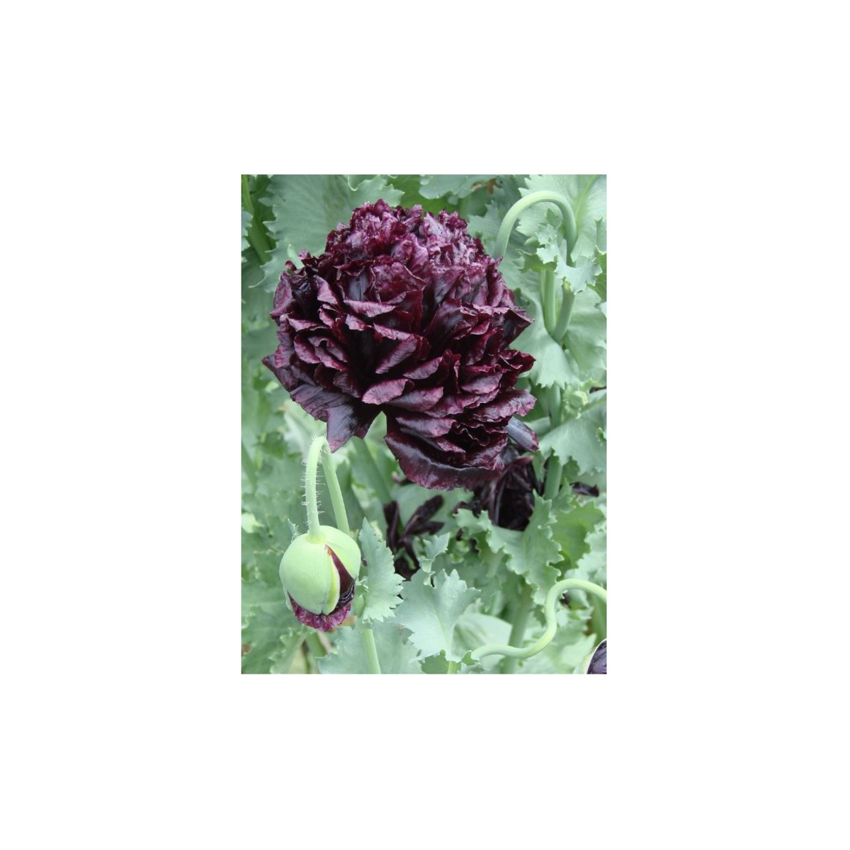 Mák Black Peony - Papaver somniferum - prodej semen - 150 ks