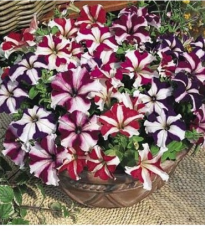 Petúnie nízká Stars mix - Petunia nana compacta - prodej semen - 20 ks