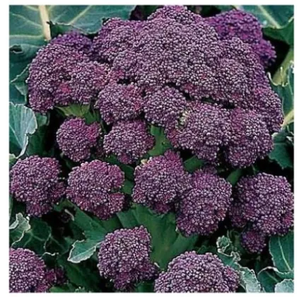 Brokolice raná fialová Rudolph - Brassica oleracea - semena - 30 Ks