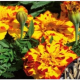 Aksamitník rozkladitý Bolero - Tagetes patula nana - prodej semen - 0,3 g