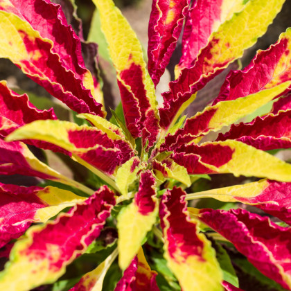 Semínka laskavce - Amaranthus tricolor - Laskavec tricolor - prodej semen - 0,2 g
