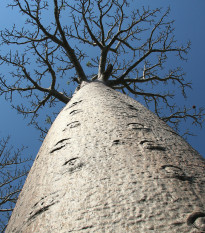 Baobab Za - Adansonia za - prodej semen - 3 ks