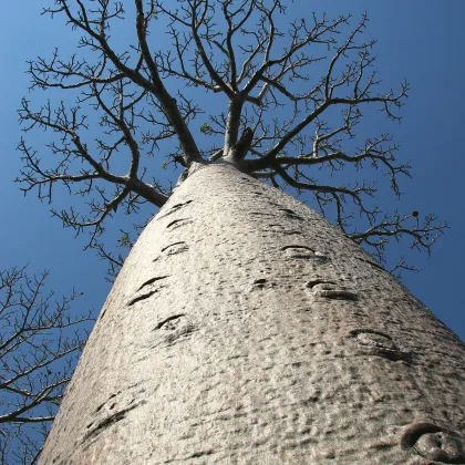 Baobab Za - Adansonia za - prodej semen - 3 ks