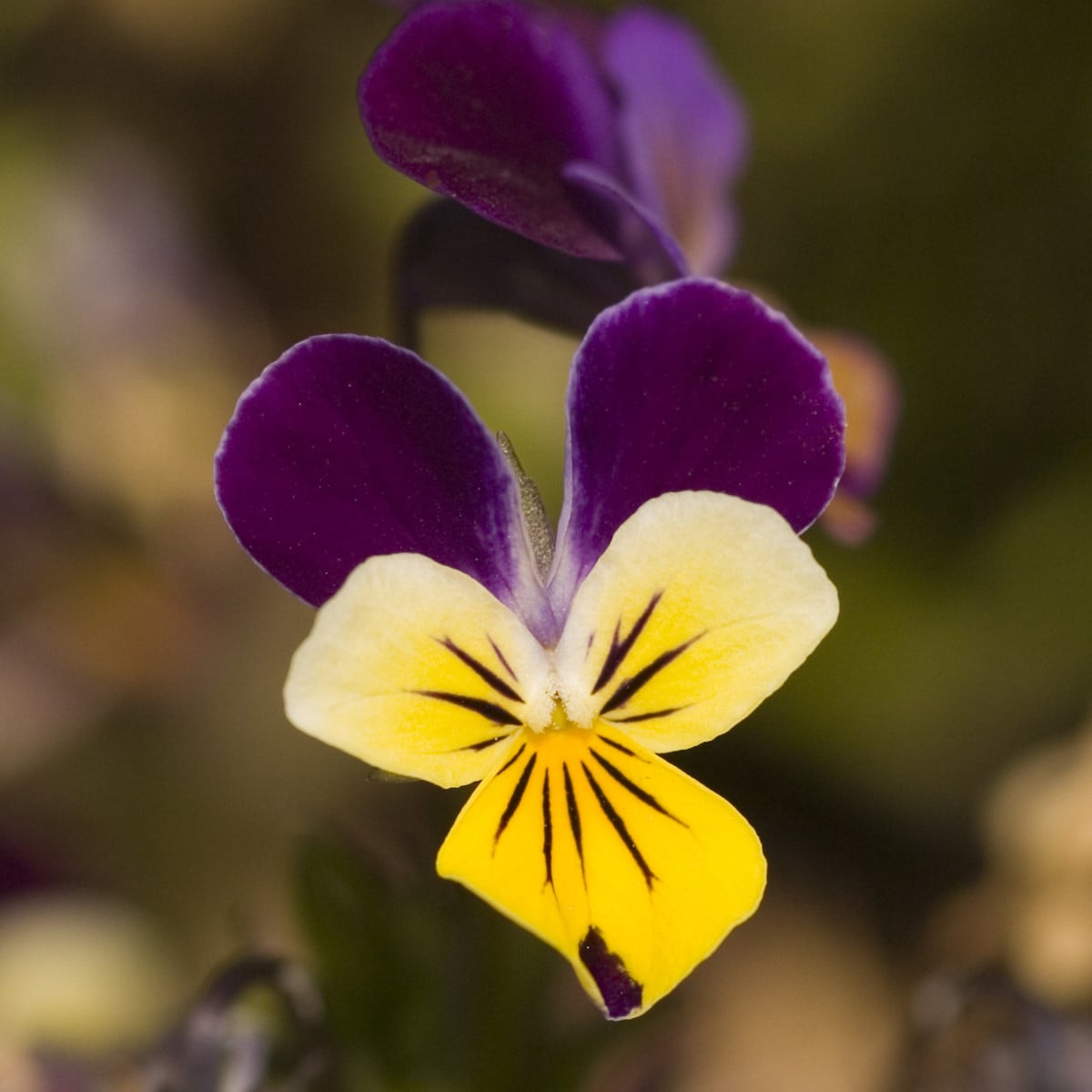 Violka rohatá Johnny Jump - Viola cornuta - prodej semen - 300 ks