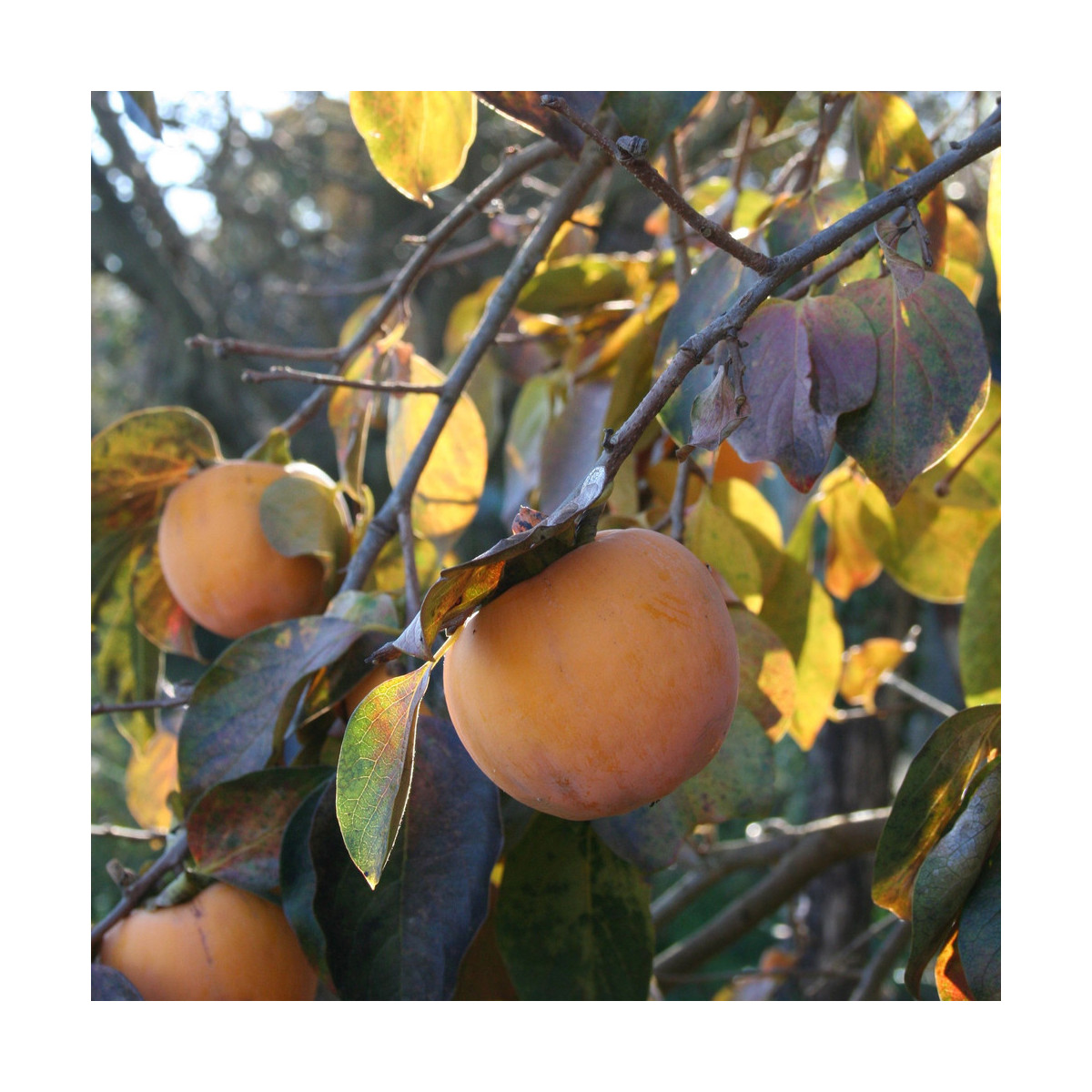 Tomel japonský - Kaki - Diospyros kaki - prodej semen - 4 ks