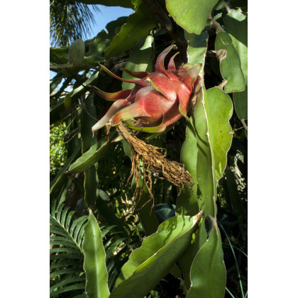 Semínka pithaye - Hylocereus costaricensis - Pithaya červená  - prodej semen - 4 ks