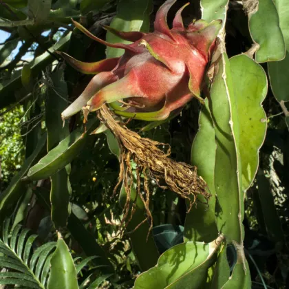 Semínka pithaye - Hylocereus costaricensis - Pithaya červená  - prodej semen - 4 ks