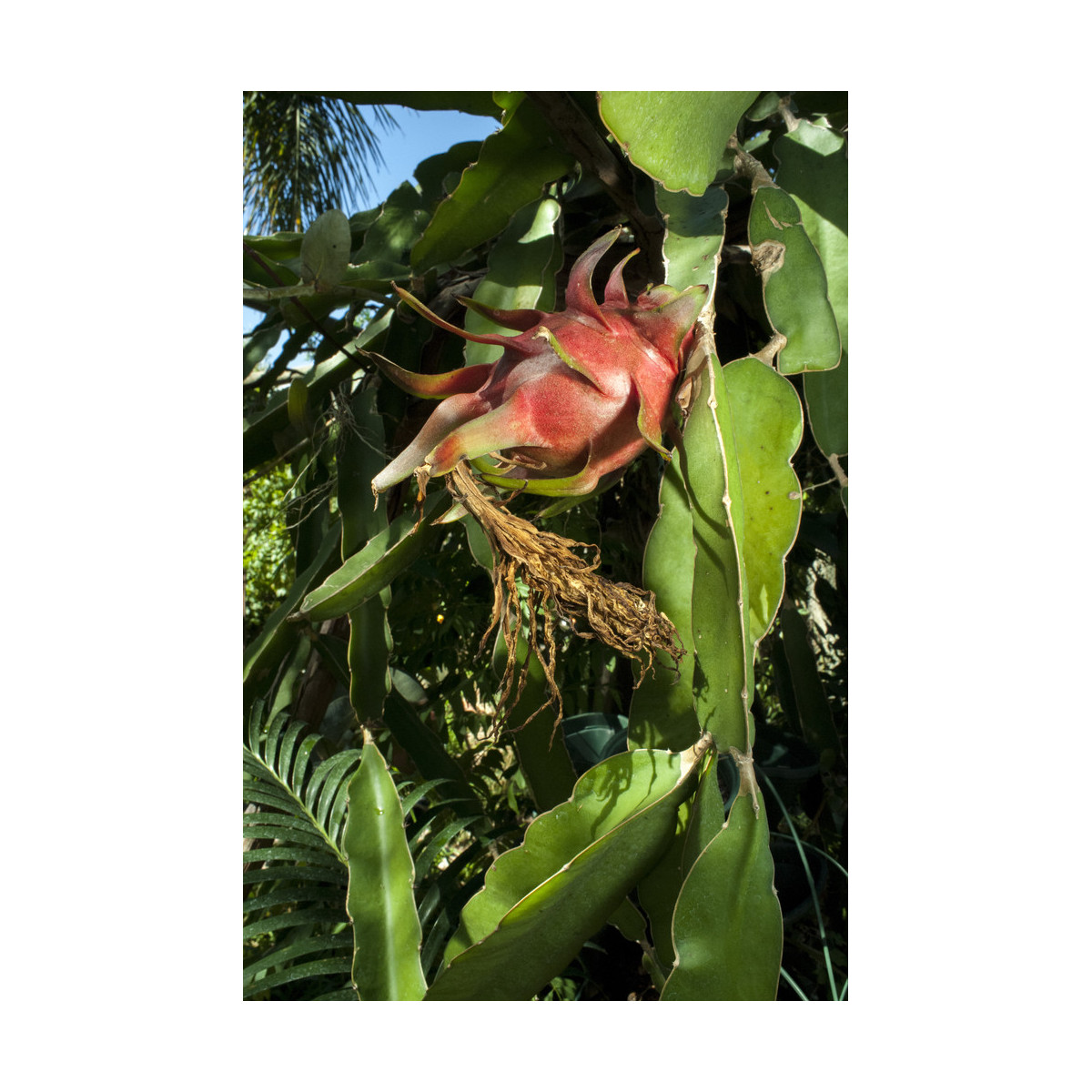 Semínka pithaye - Hylocereus costaricensis - Pithaya červená  - prodej semen - 4 ks