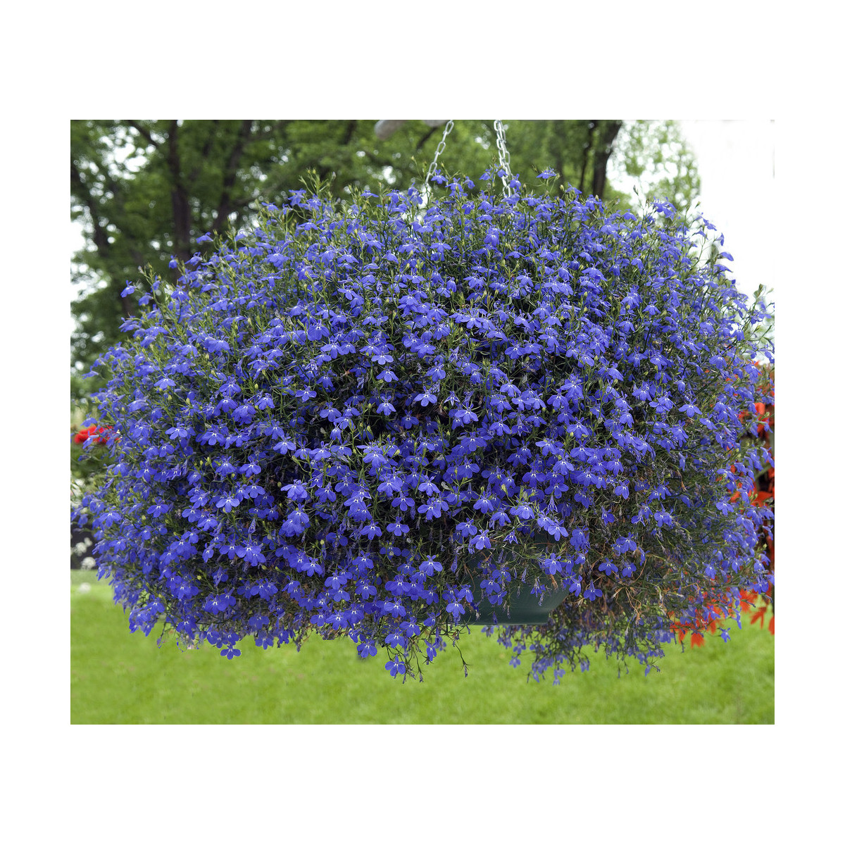 Lobelka drobná Crystal Palace - Lobelia erinus - prodej semen - 1000 ks