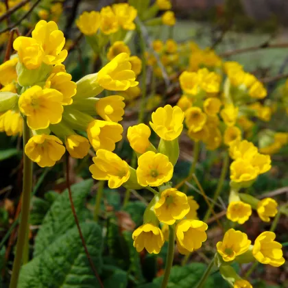 Prvosenka velkokvětá Oxlip - Primula elatior - semena -  20 ks