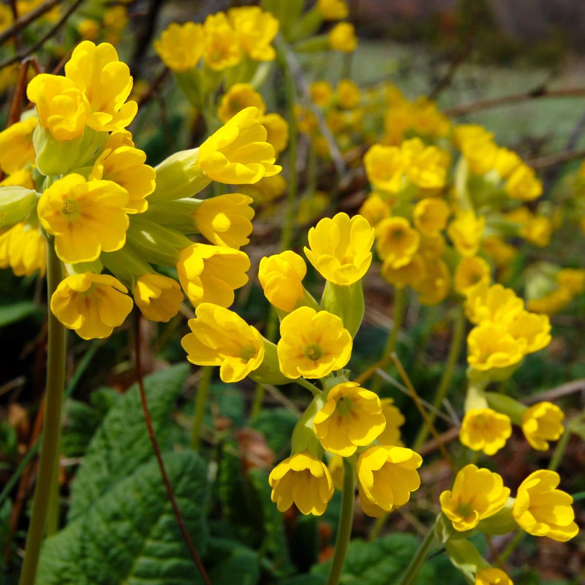 Prvosenka velkokvětá Oxlip - Primula elatior - semena -  20 ks