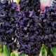 Hyacint Dark Dimension - Hyacintus - prodej cibulovin - 1 ks