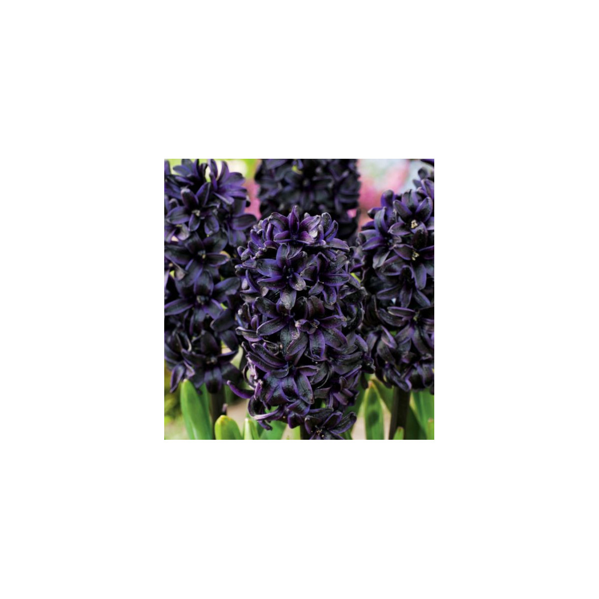 Hyacint Dark Dimension - Hyacintus - prodej cibulovin - 1 ks