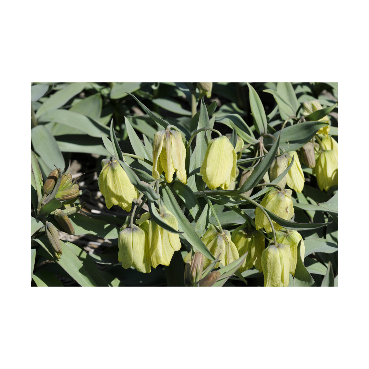 Řebčík pontica - Fritillaria pontica - cibuloviny - 3 ks