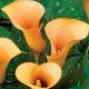 Kala Cameo - Zantedeschia rehmanii - prodej cibulovin - 1 ks