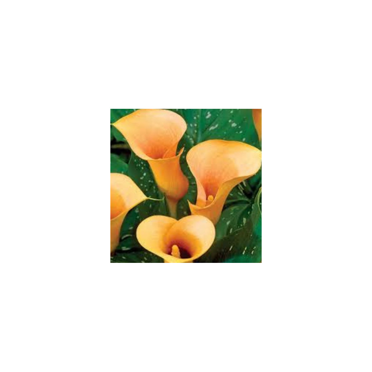 Kala Cameo - Zantedeschia rehmanii - prodej cibulovin - 1 ks