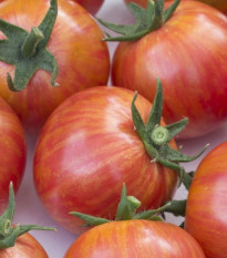 Rajče Artisan Pink Bumble Bee - Solanum lycopersicum - prodej semen - 5 ks