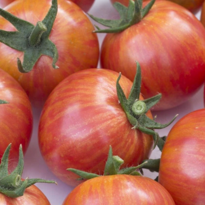 Rajče Artisan Pink Bumble Bee - Solanum lycopersicum - prodej semen - 5 ks