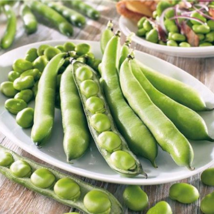Bob obecný Piccola - Vicia faba - prodej semen - 20 ks