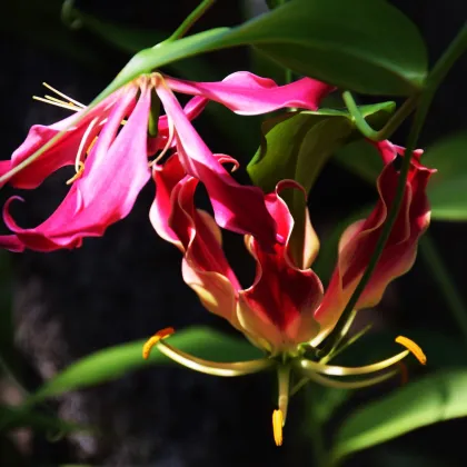 Glorióza - Gloriosa rotschildana - cibuloviny - 1 ks