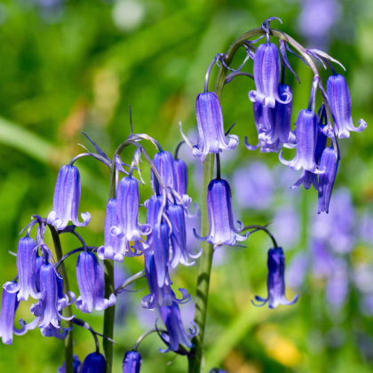 Hyacintovec britský - Hyacinthoides non scripta - cibuloviny - 2 ks