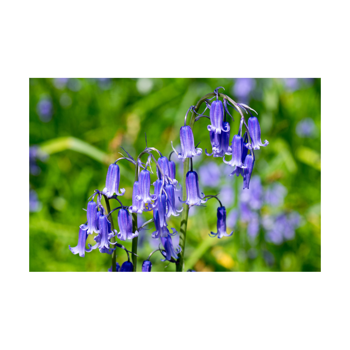 Hyacintovec britský - Hyacinthoides non scripta - cibuloviny - 2 ks