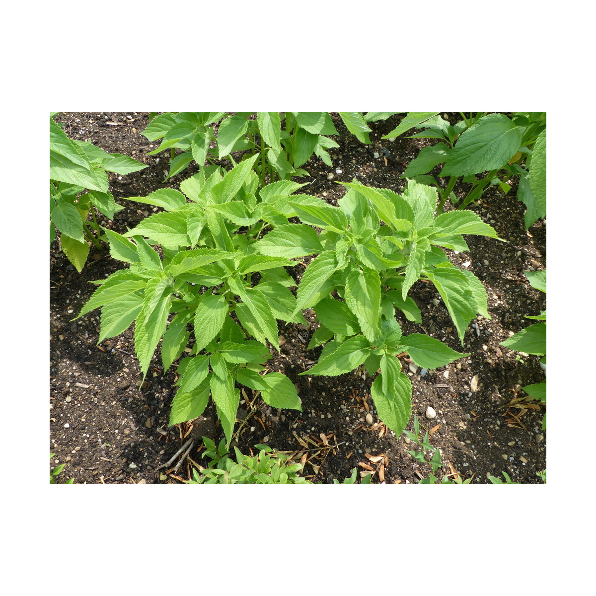 Chia semena - Salvia hispanica - prodej semen - 10 ks