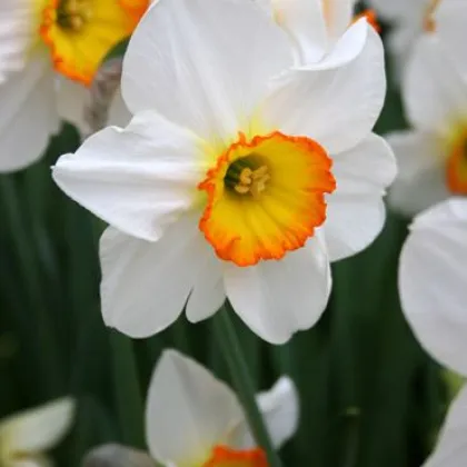 Narcis Flower Record - cibulek - 3 ks