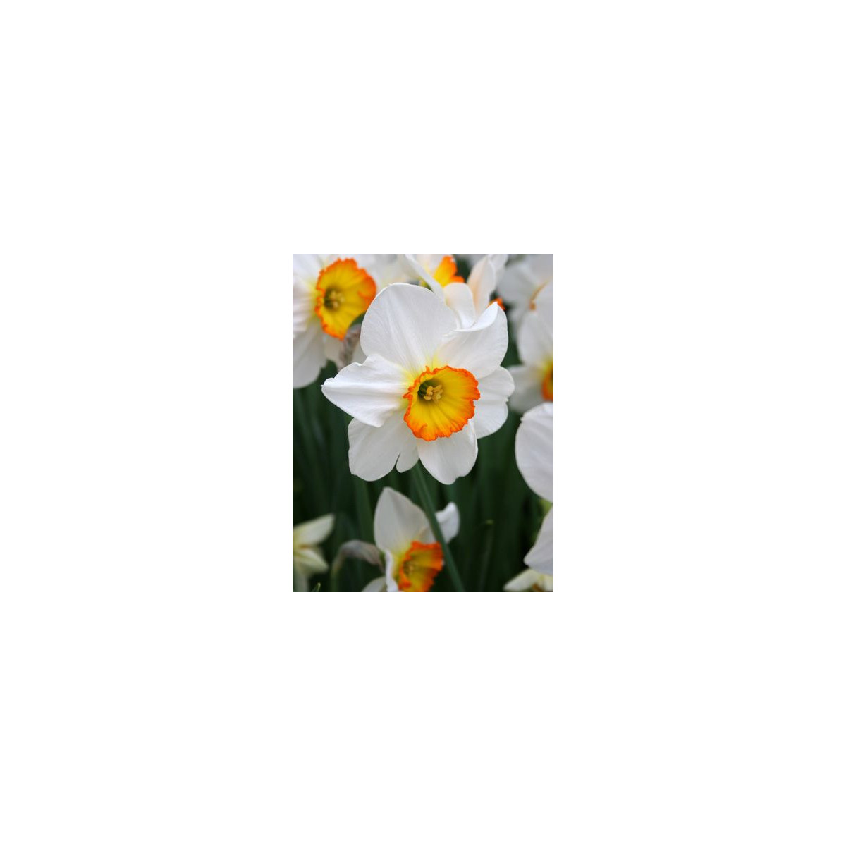 Narcis Flower Record - cibulek - 3 ks