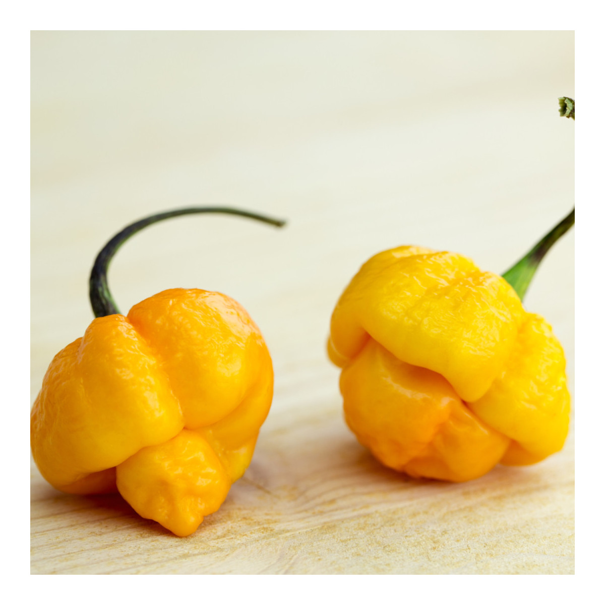 Chilli Trinidad Scorpion Moruga žluté - Capsicum chinense - prodej semen - 5 ks