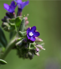 Pilát kapský - Anchusa capensis - prodej semen - 50 ks