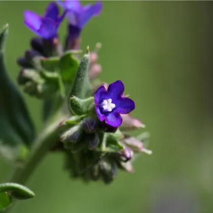 Pilát kapský - Anchusa capensis - prodej semen - 50 ks