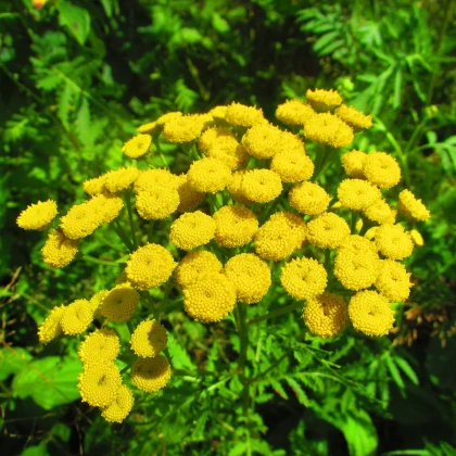 Kopretina vratič - Tanacetum vulgare - prodej semen - 0,4 g