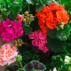 Muškát páskatý - Horizon Picotee směs - Pelargonium zonale - semena - 4 ks