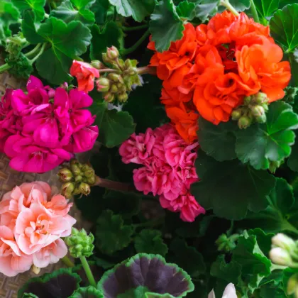 Muškát páskatý - Horizon Picotee směs - Pelargonium zonale - semena - 4 ks