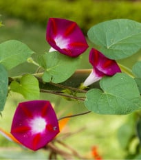 Povíjnice Scarlet O Hara - Ipomoea purpurea - prodej semen - 25 ks