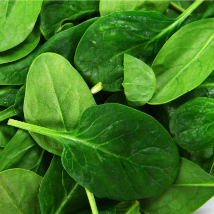 BIO Špenát setý Palco F1 - Spinacia oleracen L. - prodej bio semen - 70 ks