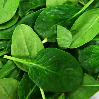 BIO Špenát setý Palco F1 - Spinacia oleracen L. - prodej bio semen - 70 ks