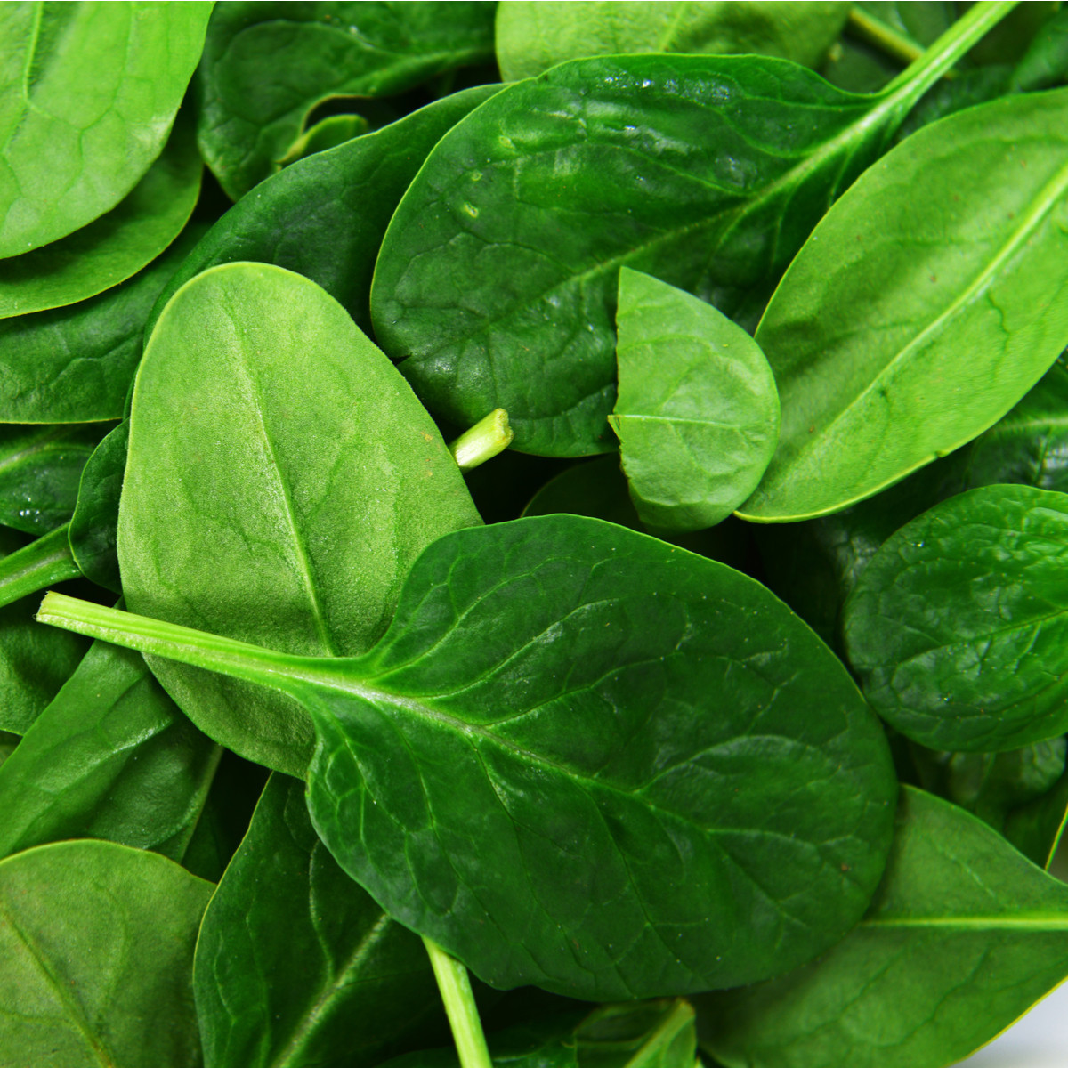 BIO Špenát setý Palco F1 - Spinacia oleracen L. - prodej bio semen - 70 ks