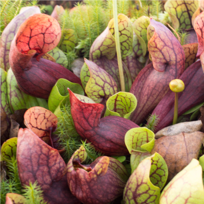 Špirlice růžová - Sarracenia rosea - prodej semen špirlice - 10 ks