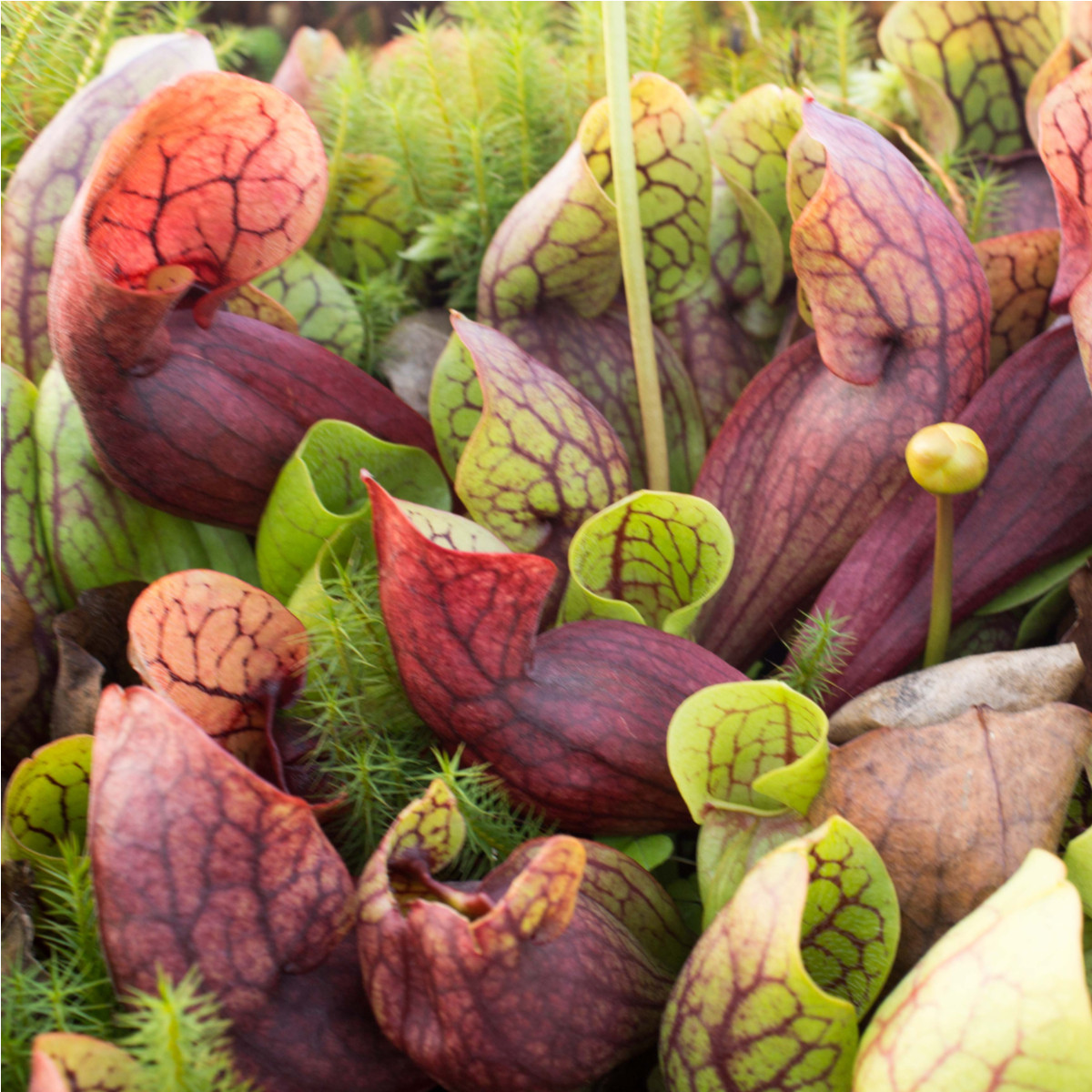 Špirlice růžová - Sarracenia rosea - prodej semen špirlice - 10 ks