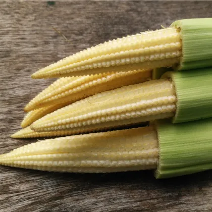 Kukuřice cukrová Minigold - Zea Mays - semena - 4 g