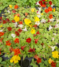 Kejklířka zkřížená Magic Mix F1 - Mimulus hybridus - prodej semen - 50 ks