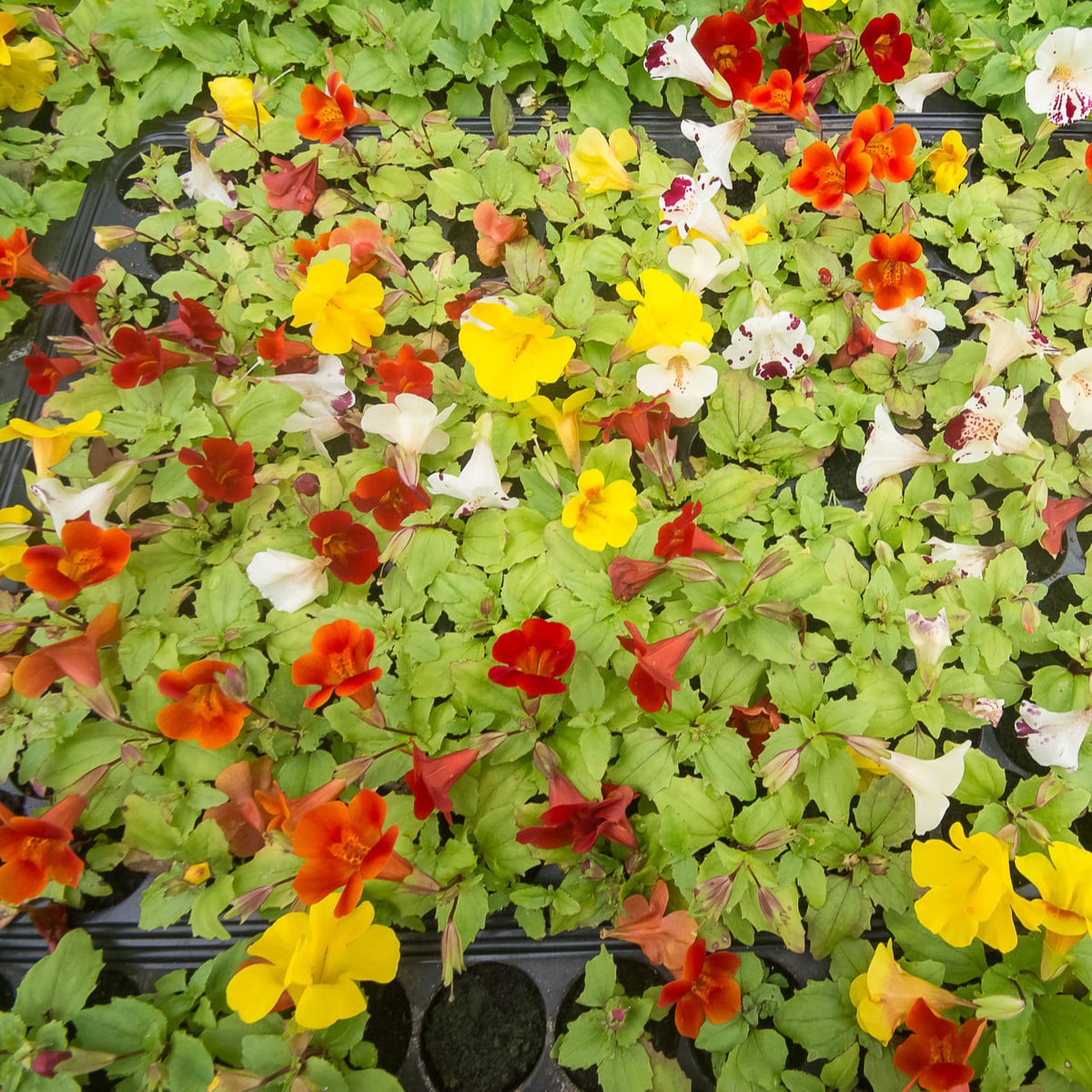 Kejklířka zkřížená Magic Mix F1 - Mimulus hybridus - prodej semen - 50 ks