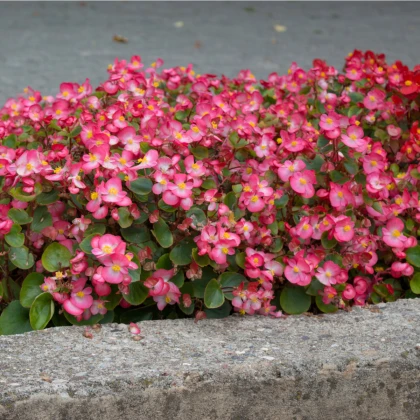 Voskovka  růžová Heaven Rose F1 - Begonia semperflorens - semena - 10 ks